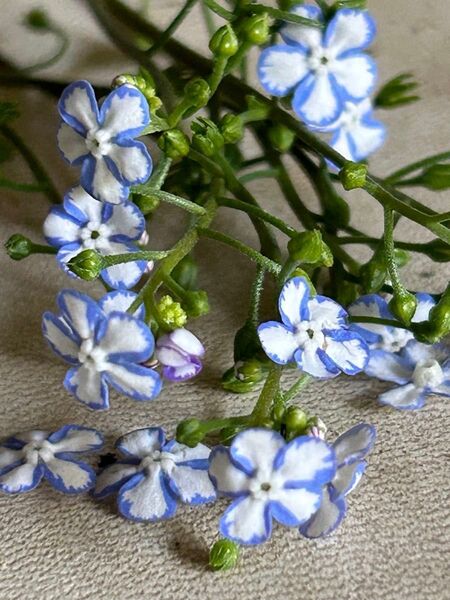 【超希少】ブルンネラ苗 スターリーアイズ開花中