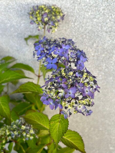 吉岡麗子さんオリジナル 山紫陽花 満点星