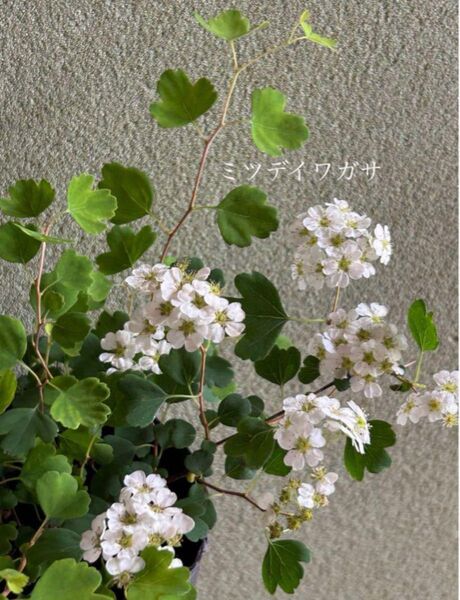 ミツデイワガサ苗 山野草