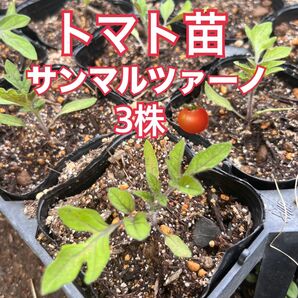 イタリアントマト サンマルツァーノ 苗 3株