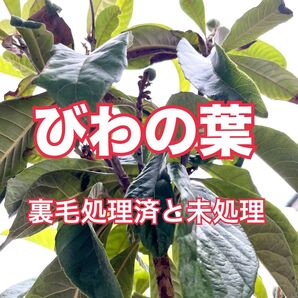 びわの葉 88g 古葉14枚(裏毛処理済) 新葉10枚(裏毛未処理)