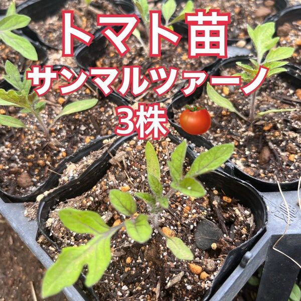 イタリアントマト サンマルツァーノ 苗 3株