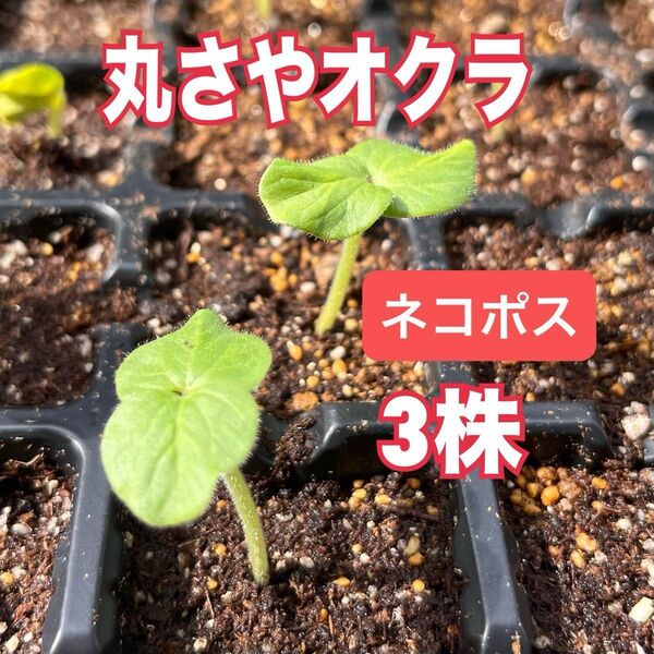 【ネコポス】丸さやオクラ 幼苗3株+1株