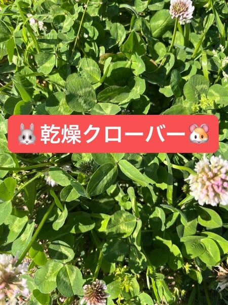 乾燥クローバー10g 小動物おやつ お試しにどうぞ