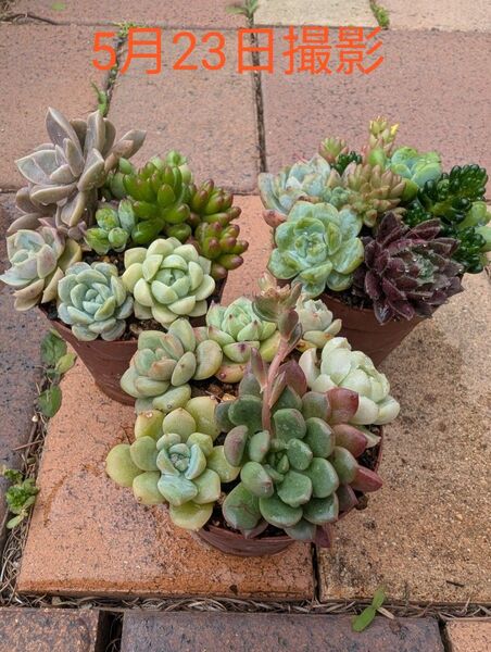 多肉植物 寄せ植えセットA.
