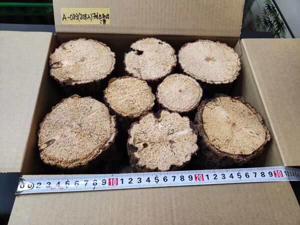【雑虫処理済】コナラ産卵材(8本入)クワガタ飼育 送料無料 A-083