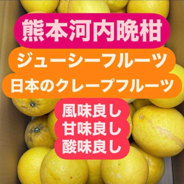 農薬不使用熊本河内晩柑箱込み4キロ 〔柑橘〕熊本ジューシーフルーツ #河内晩柑