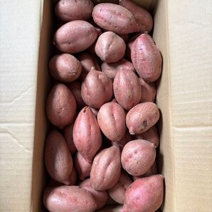 希少農薬不使用熟成安納芋「さつまいも」SSからSサイズ箱込み約9.8キロ程