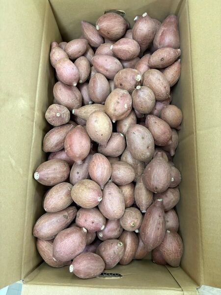 希少農薬不使用熟成安納芋「さつまいも」ミニサイズ箱込み約9.5キロ程