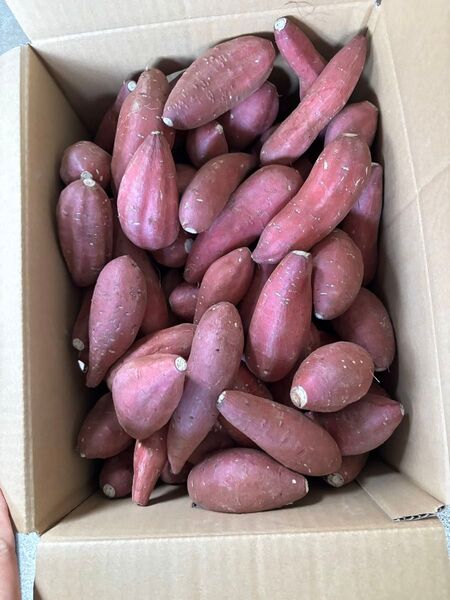 農薬不使用熟成シルクスイート箱込み約10キロ Sサイズ