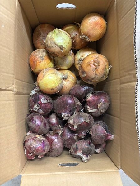 農薬不使用 新玉ねぎ 赤玉ねぎ 箱こみ約10キロほど