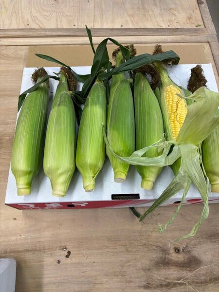 農薬不使用ゴールドラッシュ箱込み4.8キロ 16本