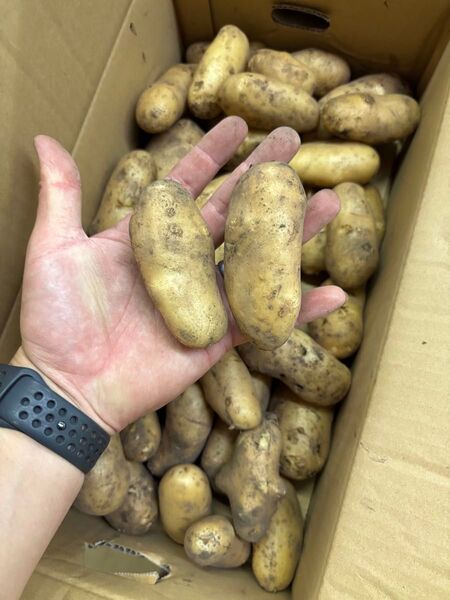 農薬不使用 新メーク 箱込み10キロ
