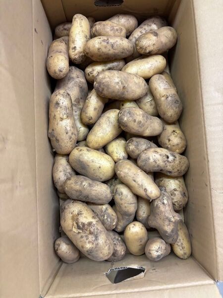 農薬不使用 新メーク 箱込み5キロ