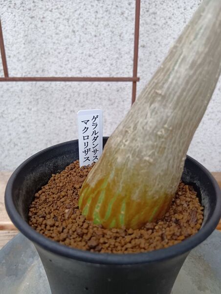 gerrardanthus macrorhizus ゲラルダンサス マクロリザス 眠り布袋 鉢ごと発送 塊根植物 多肉植物