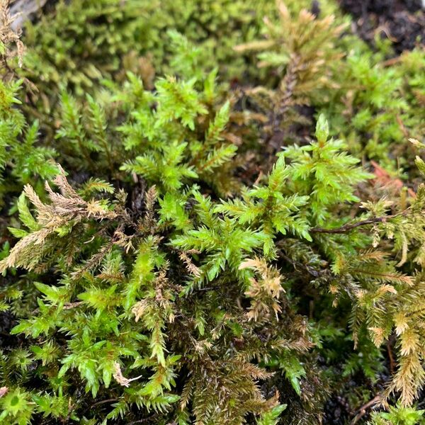 三重県産 天然 コウヤノマンネングサ フロウソウ 10株苔テラリウム素材 (送料無料) 便利!ネコポス発送