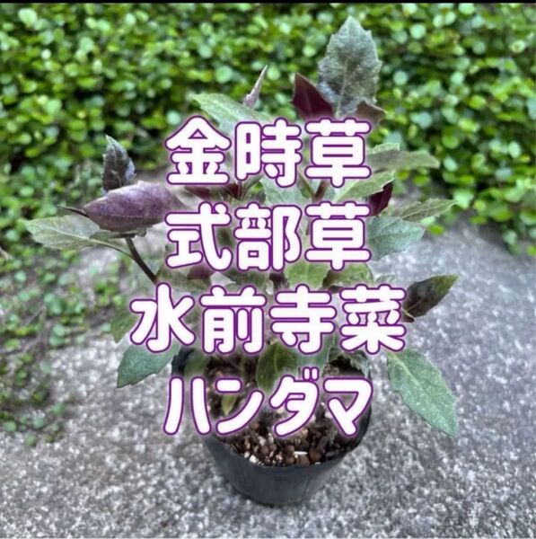 苗 金時草 水前寺菜(スイゼンジナ) ハンダマ 式部草(シキブソウ) 眼精疲労に