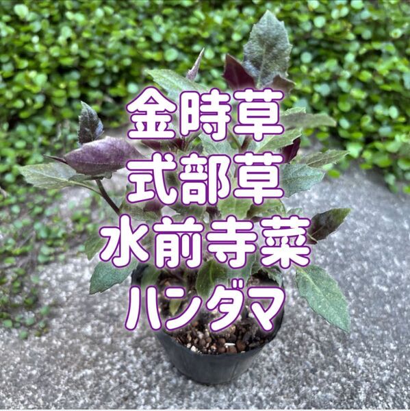 苗 金時草 水前寺菜(スイゼンジナ) ハンダマ 式部草(シキブソウ)