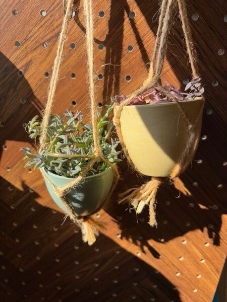 ハートカズラ・ドルフィンネックレス・抜き苗・多肉植物・オマケ付