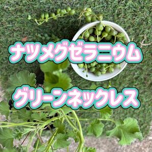 ナツメグゼラニウム グリーンネックレス 苗