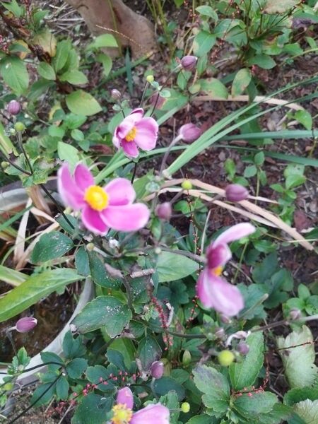 秋明菊3芽