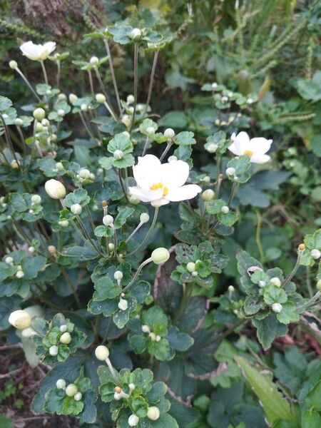 秋明菊白3芽