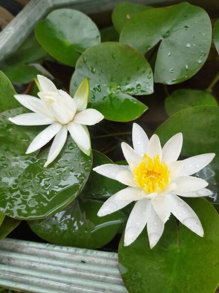 睡蓮2株