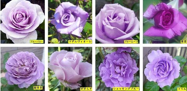 限定1セット 紫薔薇挿しほ8プラス3品種テープ付