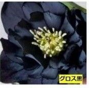 クリスマスローズグロス黒ピエラクレオパトラ黒多弁交配種18