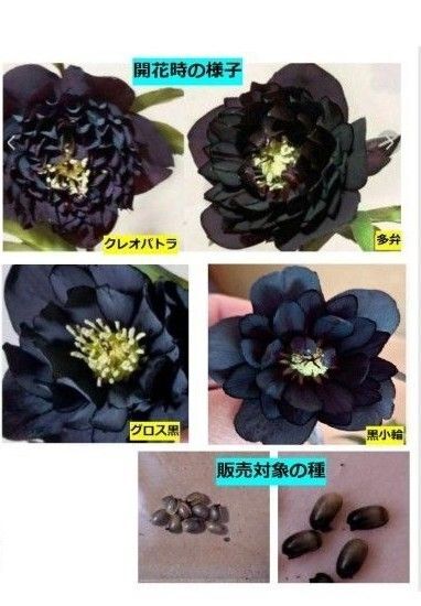 採れたてクリスマスローズグロス黒クレオパトラ黒多弁黒小輪交配種15粒