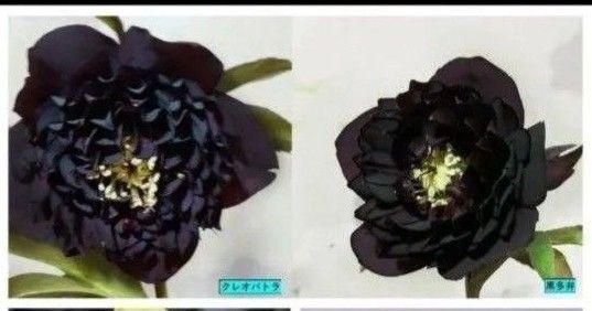 クリスマスローズクレオパトラ黒多弁グロス黒交配種10