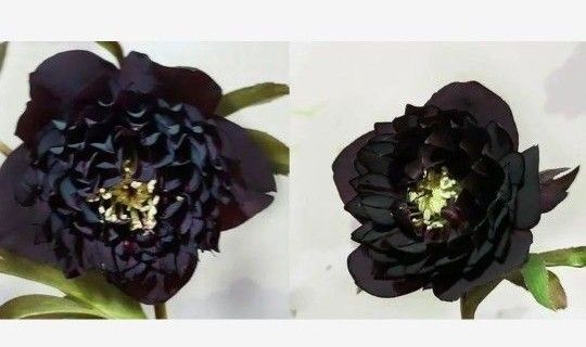 採れたてクリスマスローズクレオパトラ黒多弁グロス黒交配種20粒