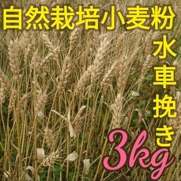 自然栽培 水車挽き中力粉 3kg 熊本県産