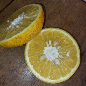 8kg 農薬散布していない見映え悪い我が家の甘夏みかんリサイクル箱箱詰め訳あり甘夏箱込み8kg