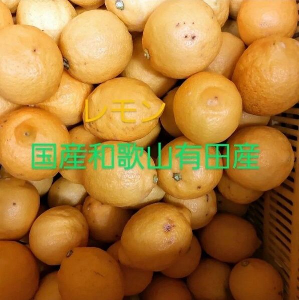 1kg我が家の安心安全自然栽培園レモン和歌山有田からお届けします国産レモン箱込み1kg小粒サイズおまかせ色々訳あり在庫品