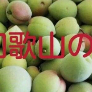 青梅5kg 訳あり農薬散布していないから見栄え悪い青梅サイズバラバラ箱詰め
