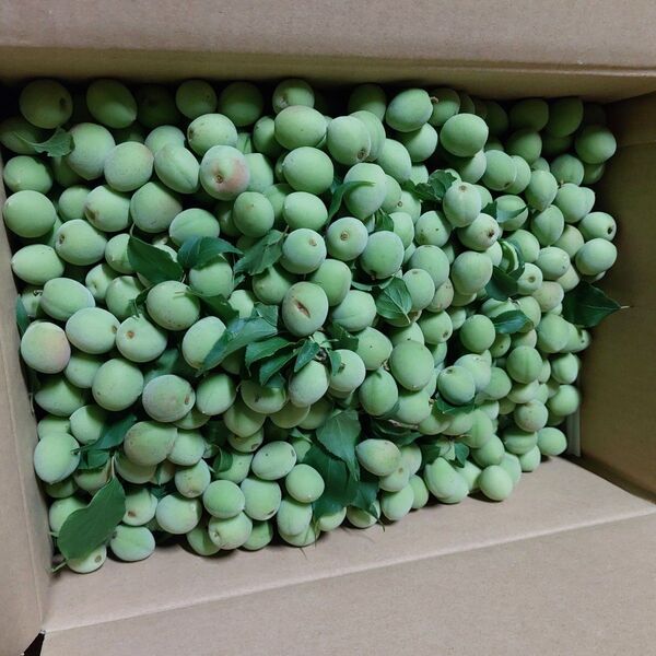 青梅5kg (箱込み) 訳あり農薬散布していないから見栄え悪い青梅サイズバラバラ箱詰め