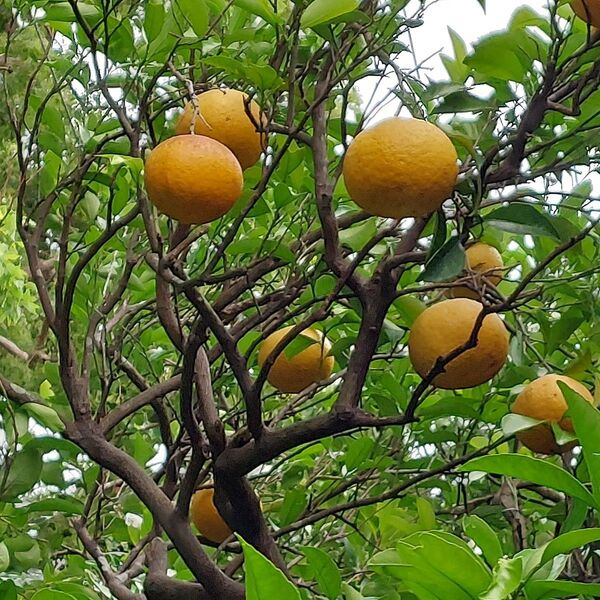 5kg訳あり 無農薬栽培 甘夏みかん みかん農家 ご家庭用 和歌山県産