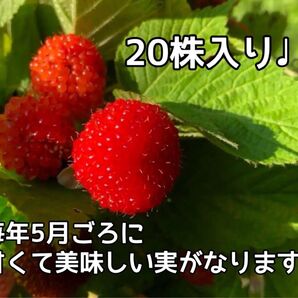 木苺 クサイチゴの抜き苗 20株入り ジャムや果実酒にも使えます 国産ラズベリー