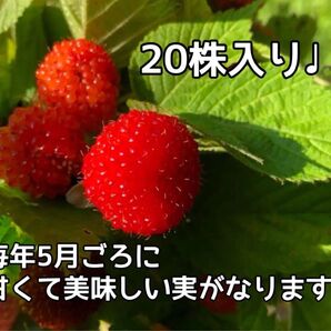 木苺 クサイチゴの抜き苗 20株入り ジャムや果実酒にも使えます 国産ラズベリー