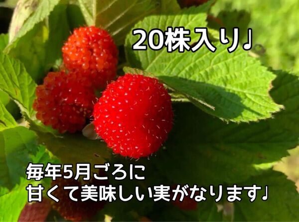 木苺 クサイチゴの抜き苗 20株入り ジャムや果実酒にも使えます 国産ラズベリー