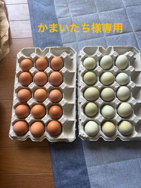 アローカナ、横斑プリモスのMたまご30個