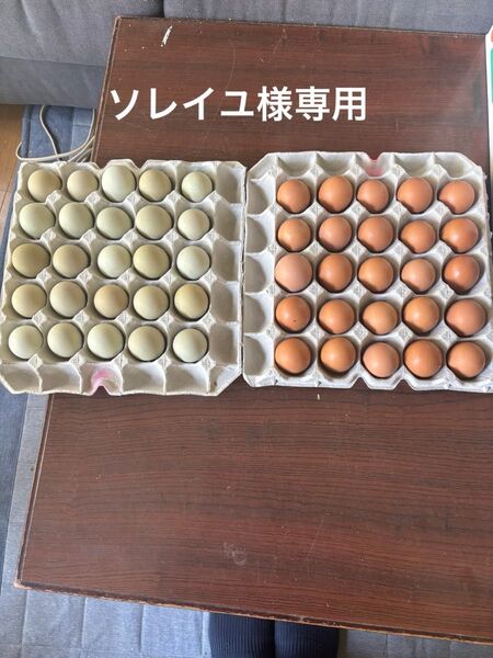アローカナ、横斑プリモスのたまご50個SからMサイズ