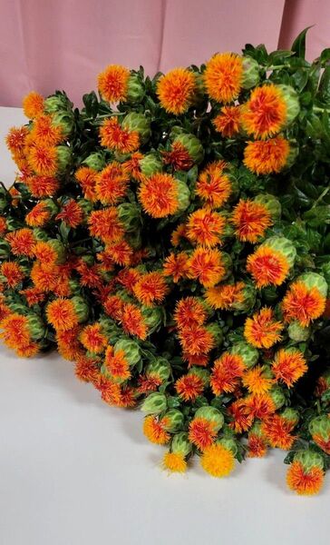 紅花 トゲ無し 生花~ドライ 12本
