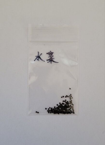 水菜(ミズナ)の種 100粒+少しプラスしてお送りいたします。