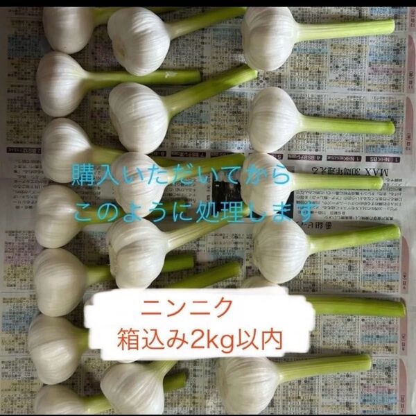 ニンニク 5/16収穫済み 約1.4kg 60サイズ 茎付き
