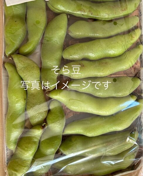 そら豆 (鞘付き) 宅急便コンパクト発送