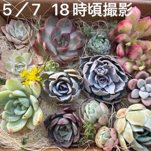 多肉植物詰め合わせ4/29 5/7写真追加