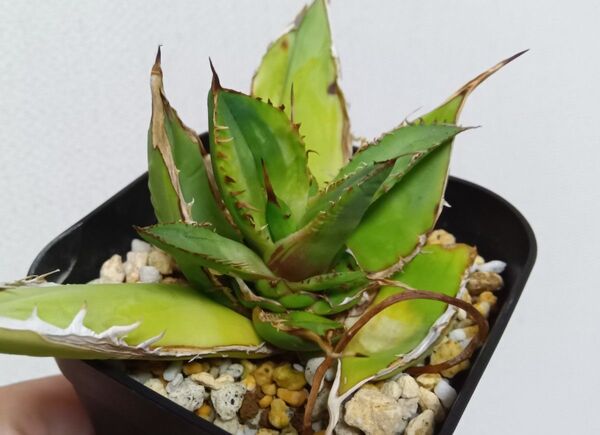 【期間限定値下げ】【超レア】アガベ チタノタ 縞斑 裏刺 大きめ子株 Agave Titanota 多肉植物