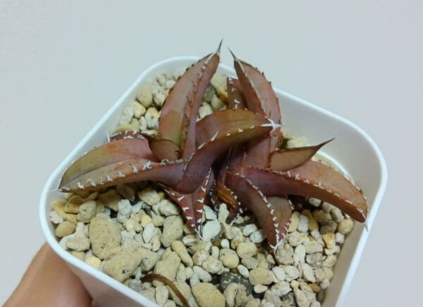 【期間限定値下げ】アガベ チタノタ オテロイ FO76 実生株 メキシコ産 Agave Titanota 子株 多頭 ダブルヘッド
